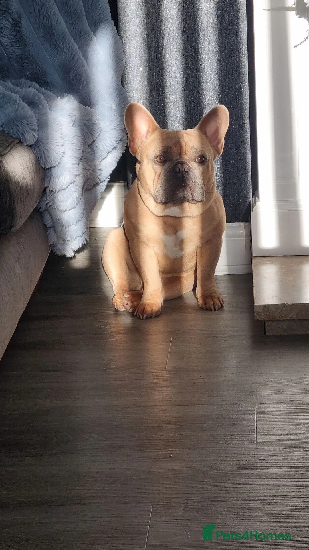 French Bulldog dogs for sale: French bulldog boy - Advert 2