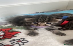 Mixed Breed cats for sale: 2 girl long haired tabby kittens  - Image 15