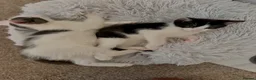 Mixed Breed cats for sale:  Beautiful Black & White Kittens Looking for home in Manchester - Advert 9