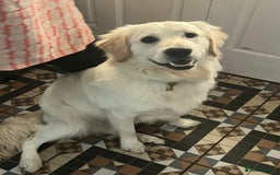 Golden Retriever dogs for sale: Golden retriever 17 month old - Image 15