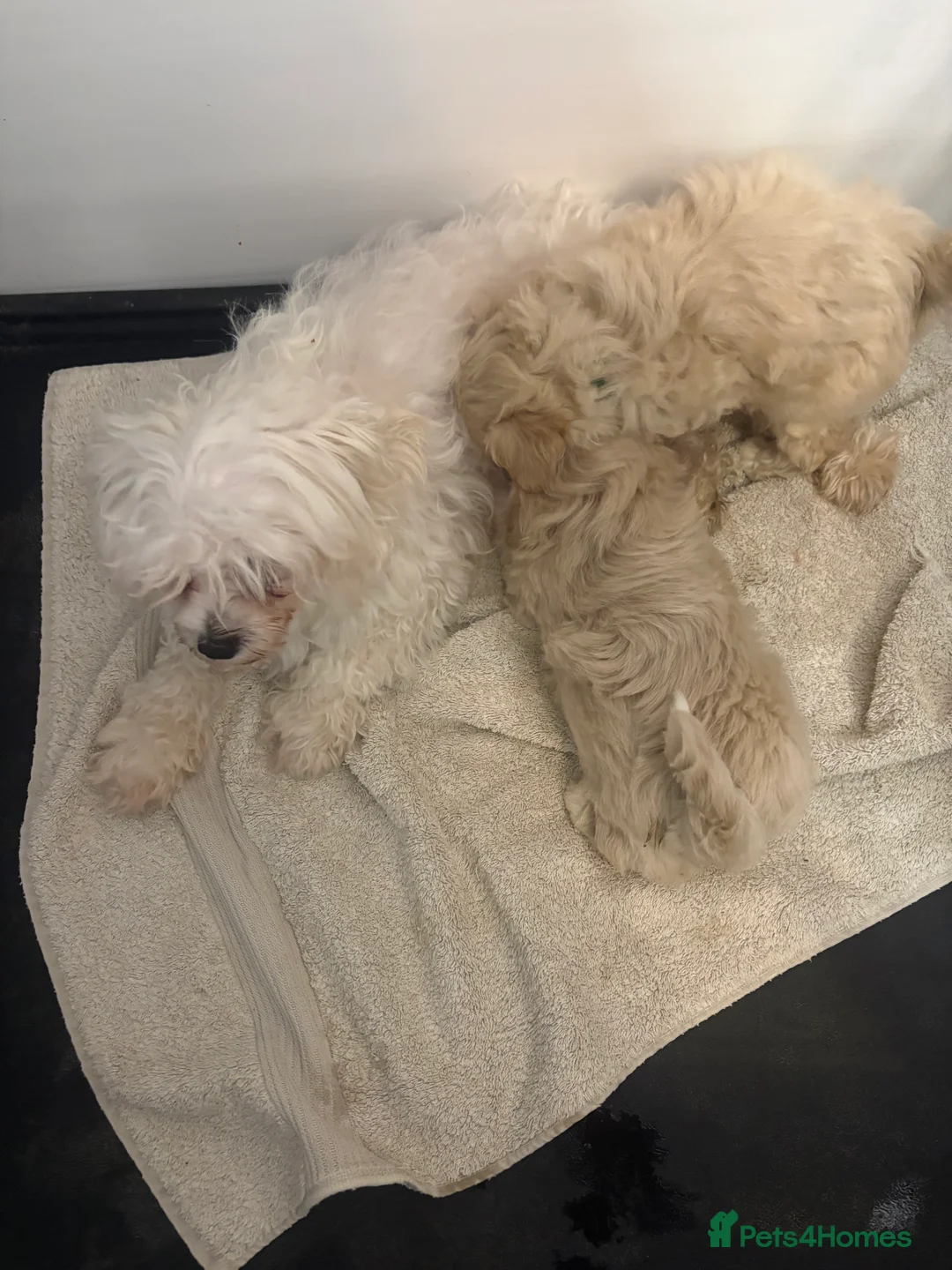 Maltipoo dogs for sale: 🤩2 stunning f1 Maltipoo 🤩 - Advert 10