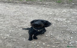 Labradoodle dogs for sale: Very lovely boy Bear 🐻  - Image 8