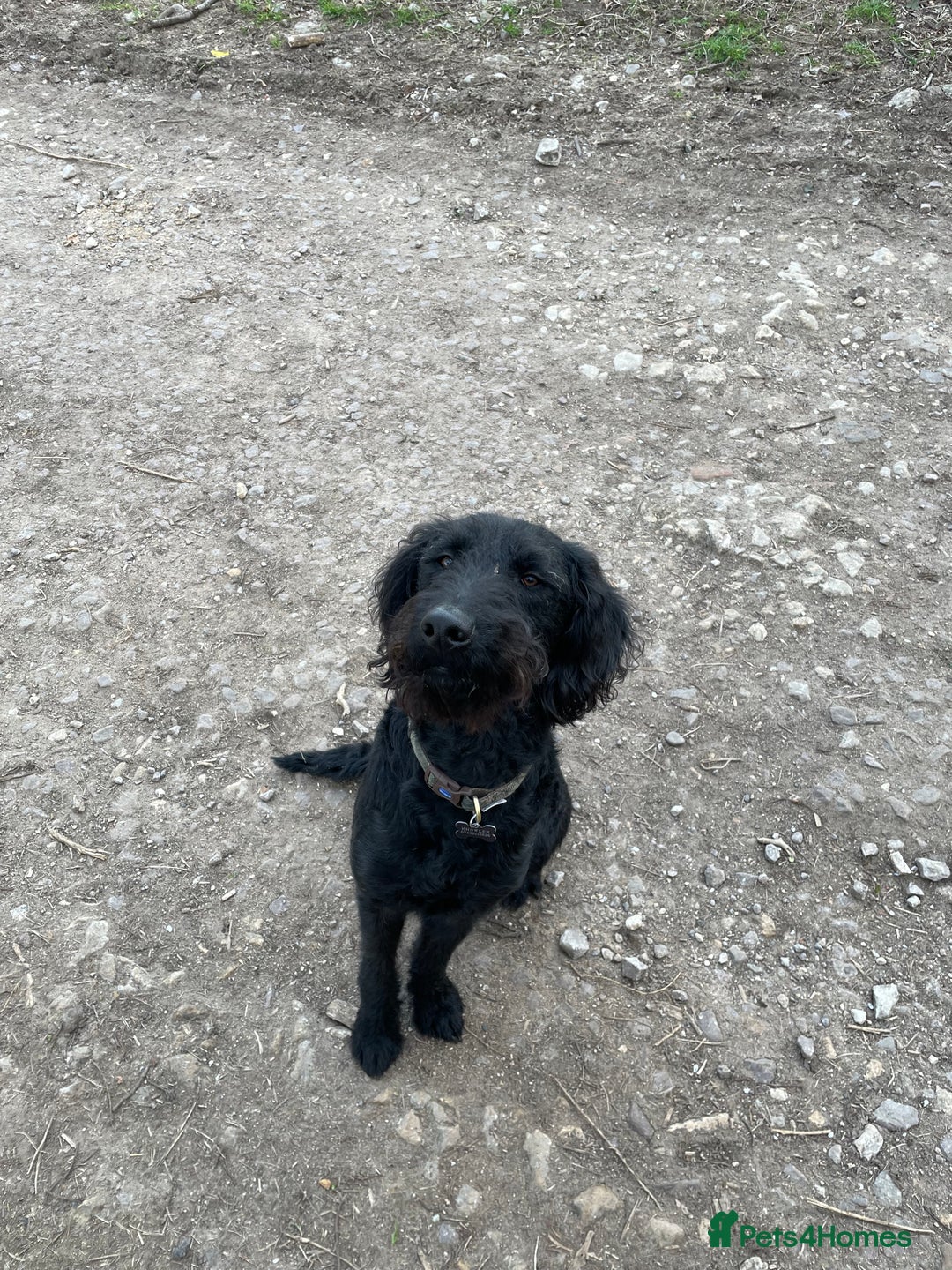 Labradoodle dogs for sale: Very lovely boy Bear 🐻  - Image 8