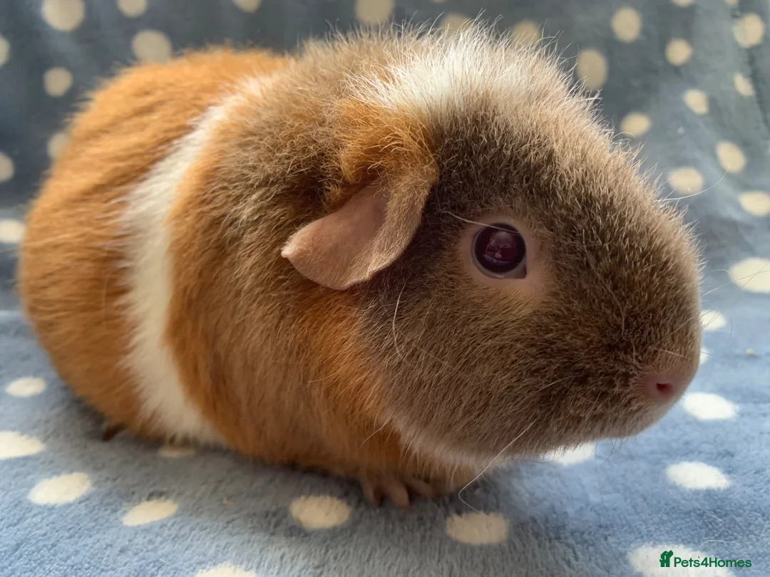 Guinea Pig rodents for sale: Beautiful female teddy available  - Advert 2