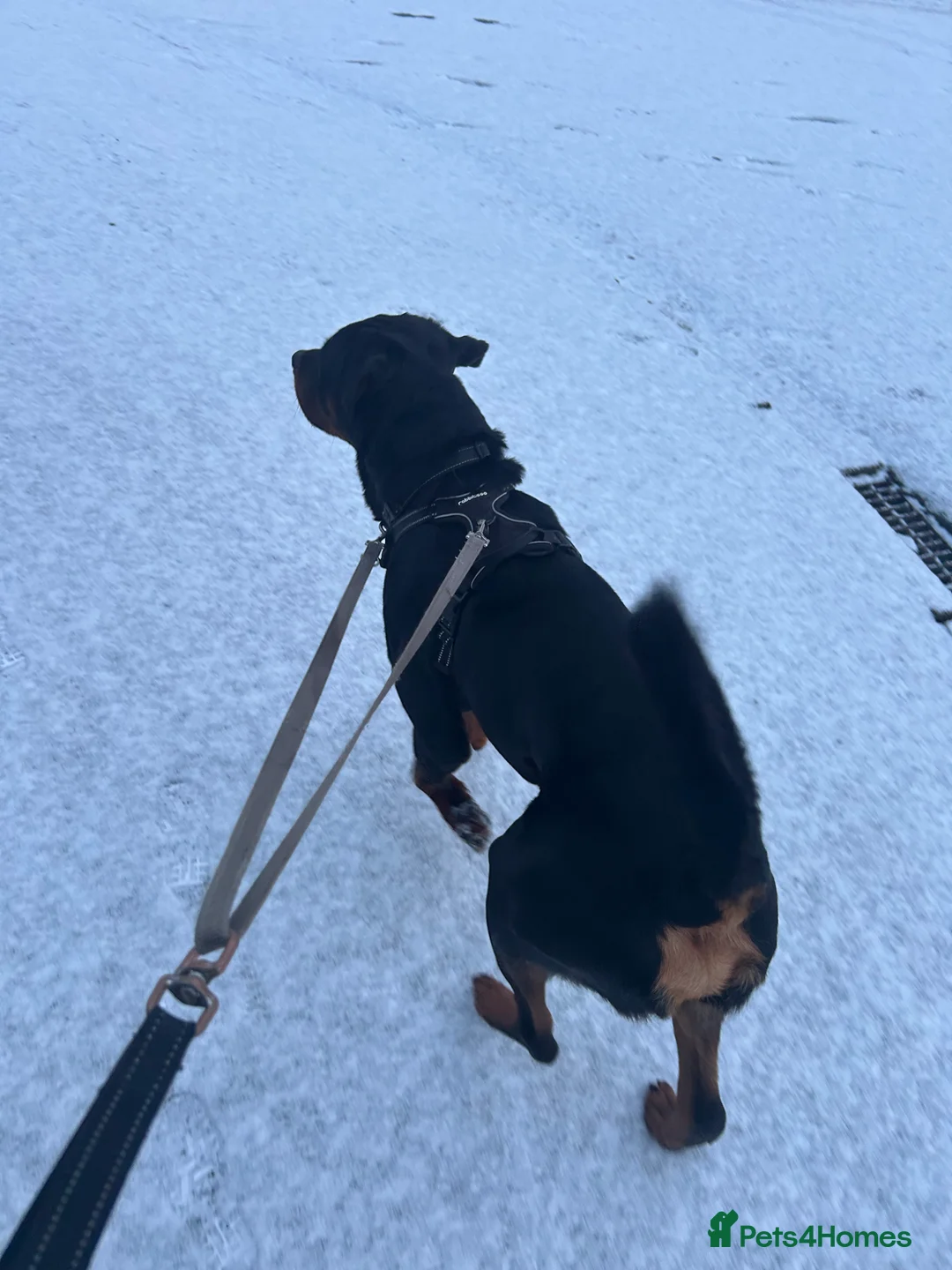 Rottweiler dogs for sale: 2 year old male full German  - Advert 16