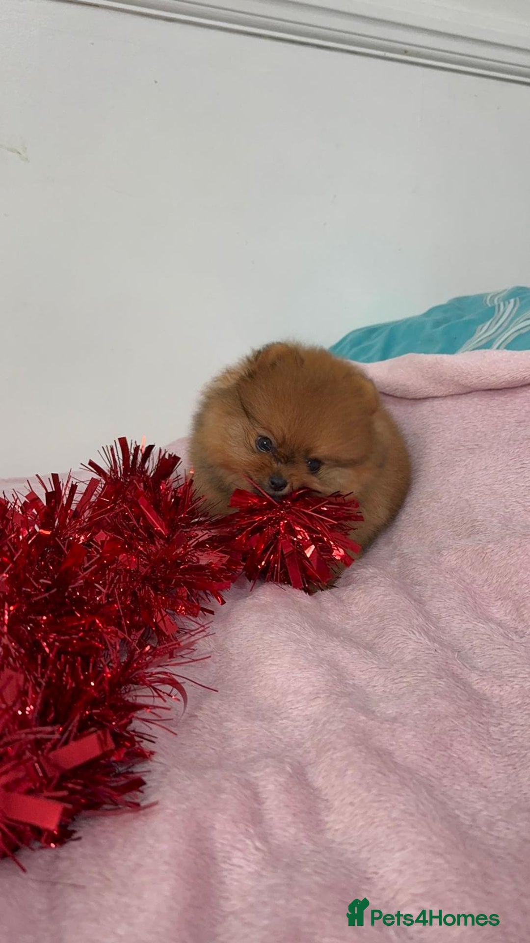 Pomeranian dogs for sale: Luxury puppy for sale - Advert 21