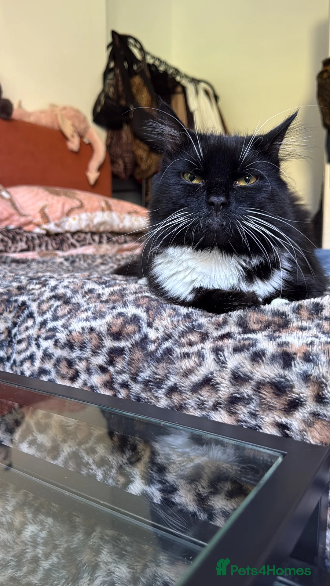 British Longhair cats for sale: Cat for rehoming  - Advert 2