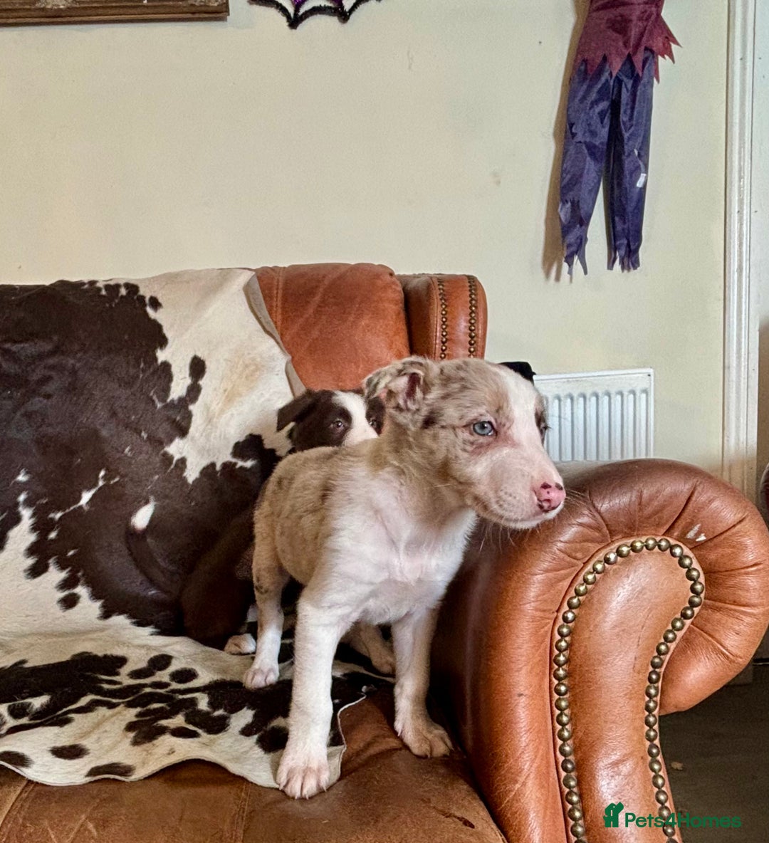 Border Collie dogs for sale: Stunning Merle Border Collie puppies.  - Image 11