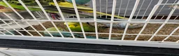 Budgerigars birds for sale: Budgies Ready To Go Now ✅  - Advert 4