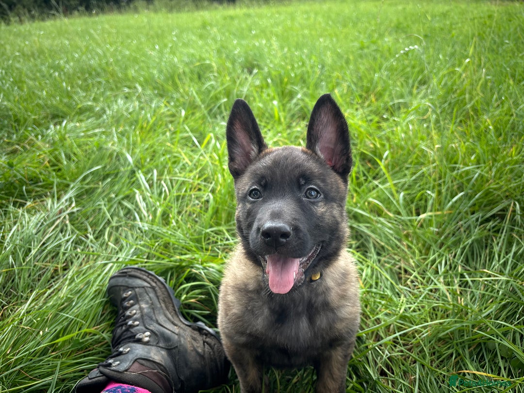 Belgian Shepherd Dog dogs for sale: Dutch herder puppies  - Image 26