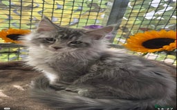 Maine Coon cats for sale: Registered GCCF Maine Coons - Image 8