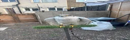 Mixed Breed birds for sale: Goshawk - Advert 4