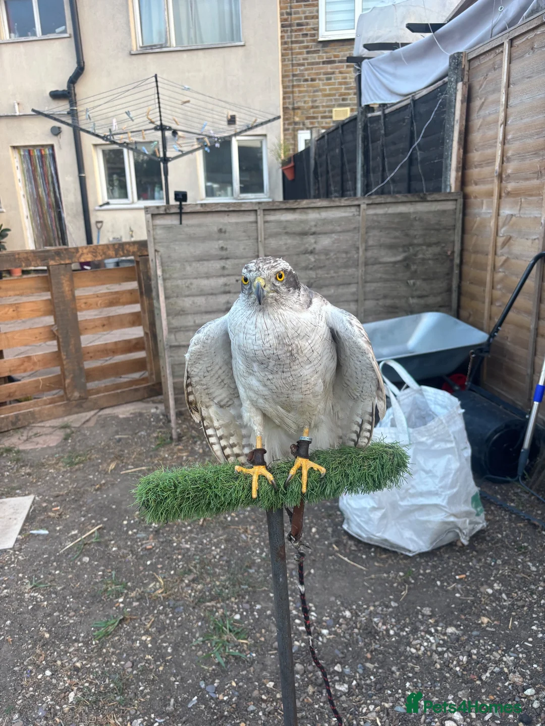 Mixed Breed birds for sale: Goshawk - Advert 4