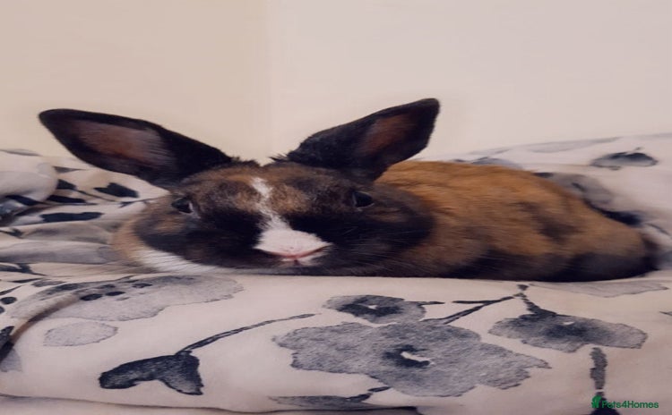 English rabbits - Advert 2
