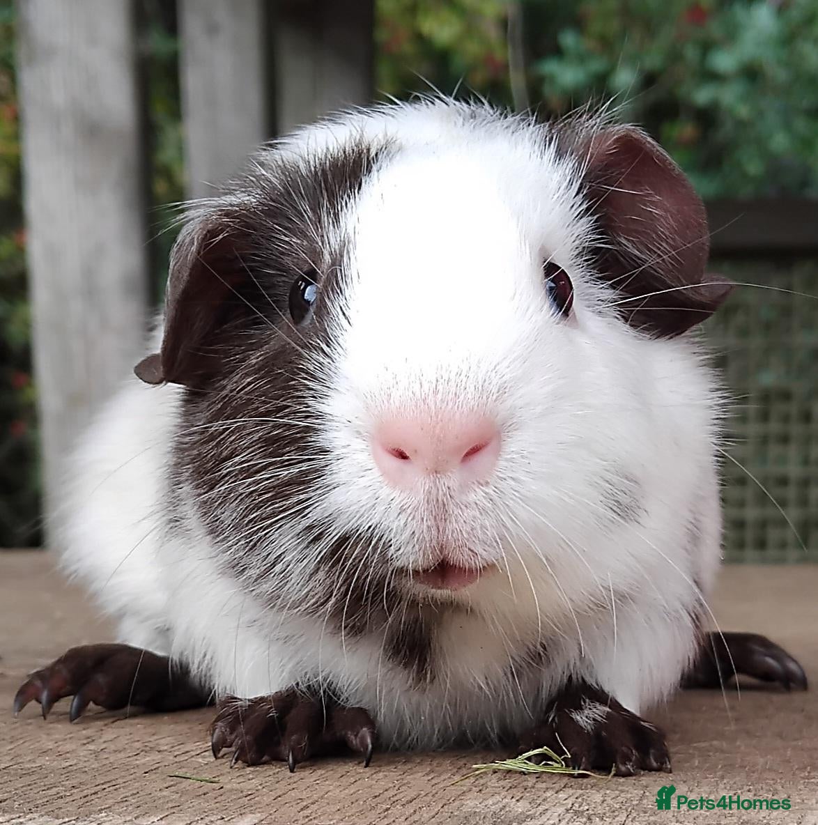 Guinea Pig rodents Delightful bonded baby boys available. - Advert 24