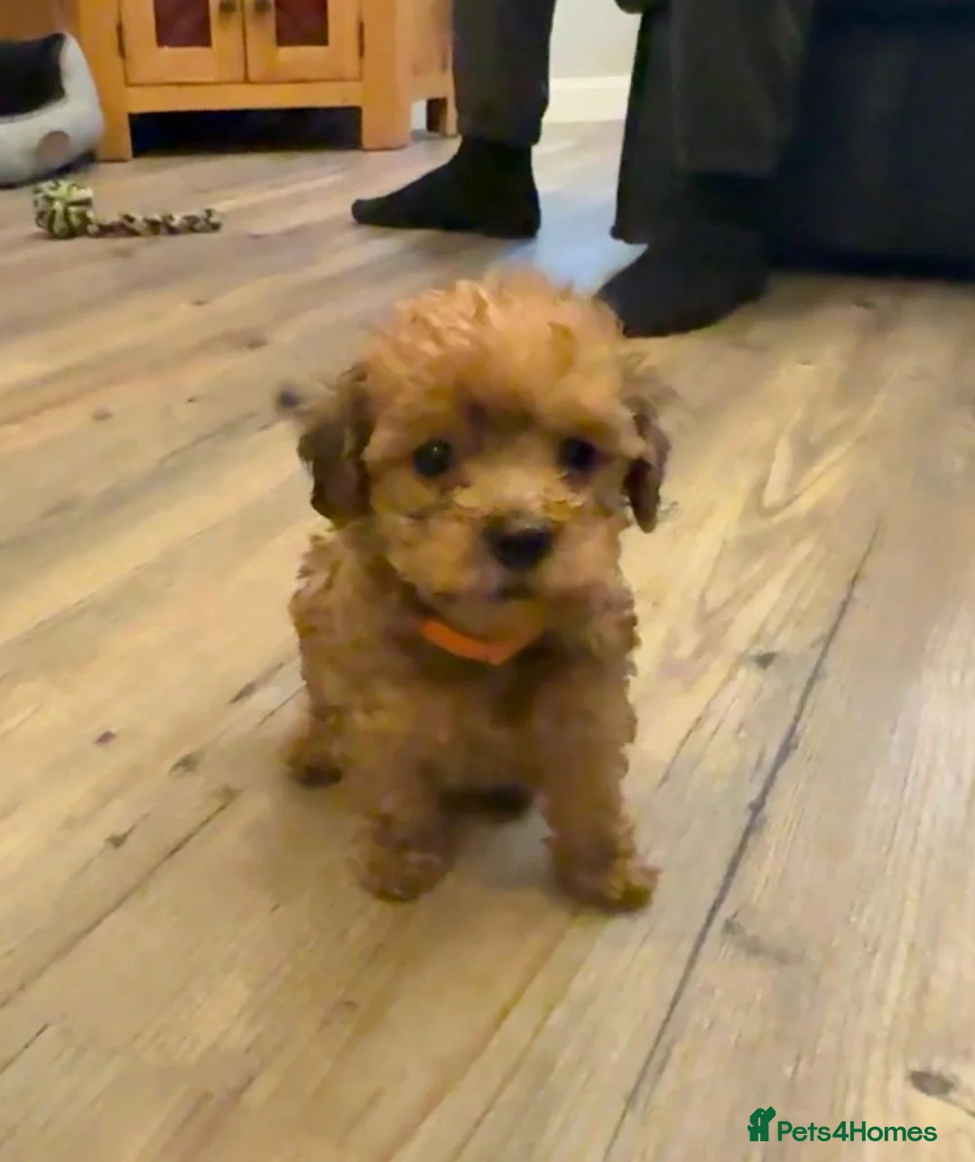 Maltipoo dogs for sale: Teddy bear Maltipoos, DNA Health tested - Advert 7