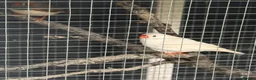 Finches birds for sale: Zebra Finches - 3 couples - Advert 8
