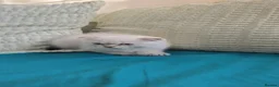 Scottish Fold cats for sale: 6 SCOTTISH FOLD KITTENS - Advert 8