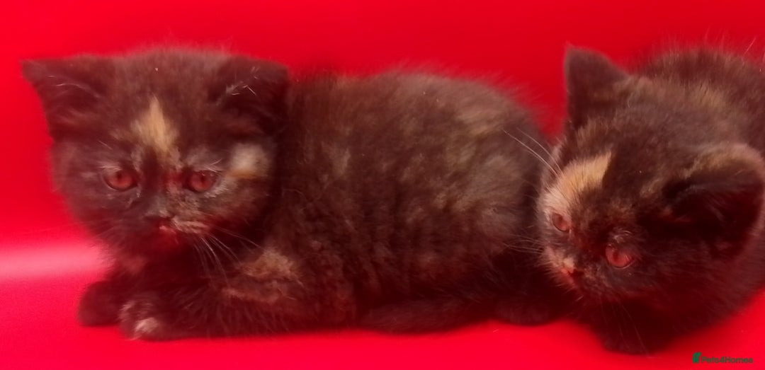 British Shorthair cats for sale: Beautiful  British Shorthair  - Advert 14