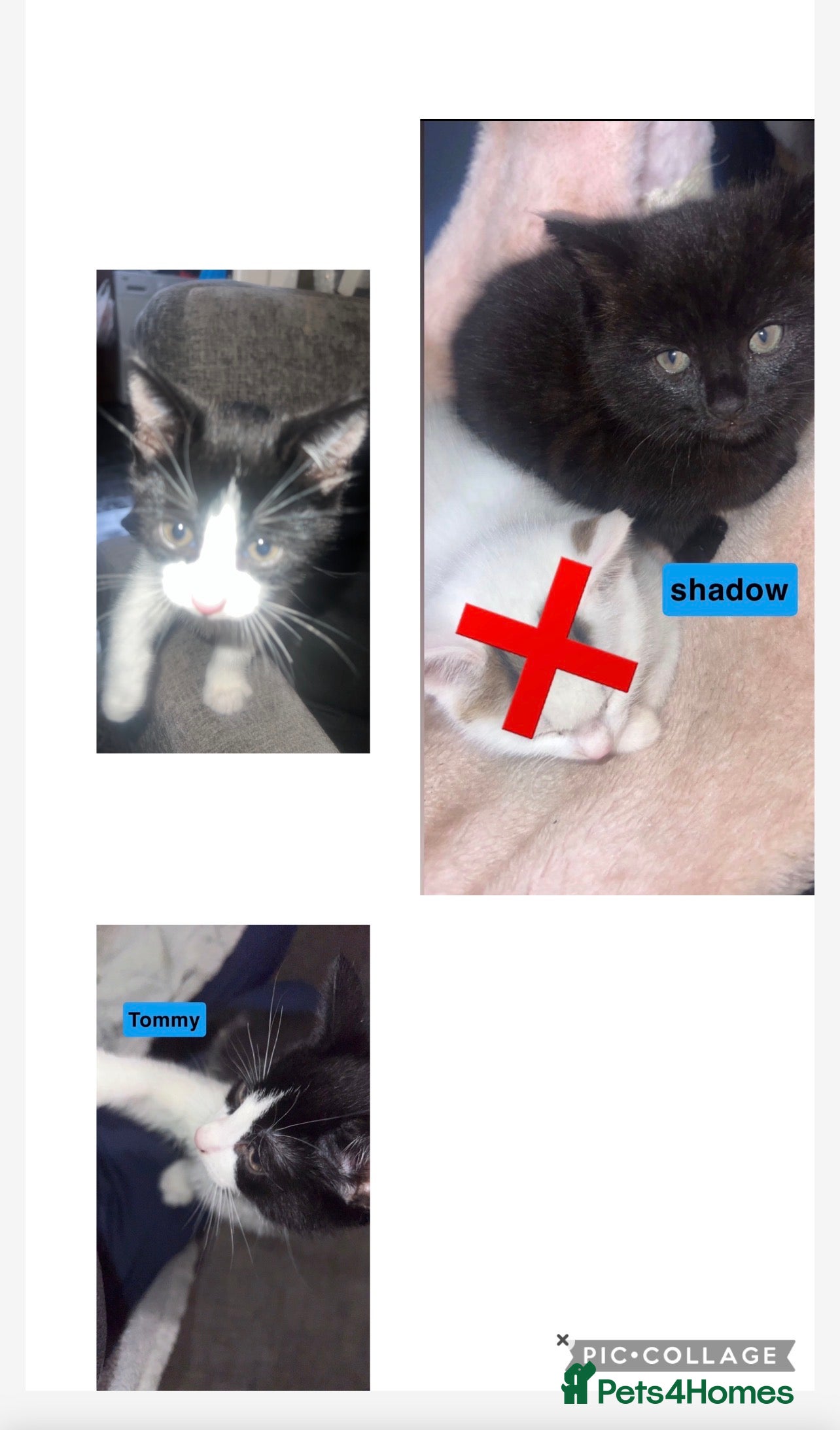 Mixed Breed cats kittens - Advert 10