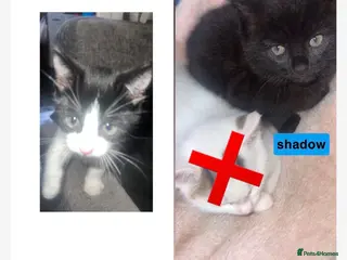 Mixed Breed cats kittens - Advert 10