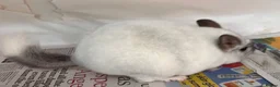 Chinchilla rodents for sale: Whitey, fabulous Wilson White boy - Advert 8