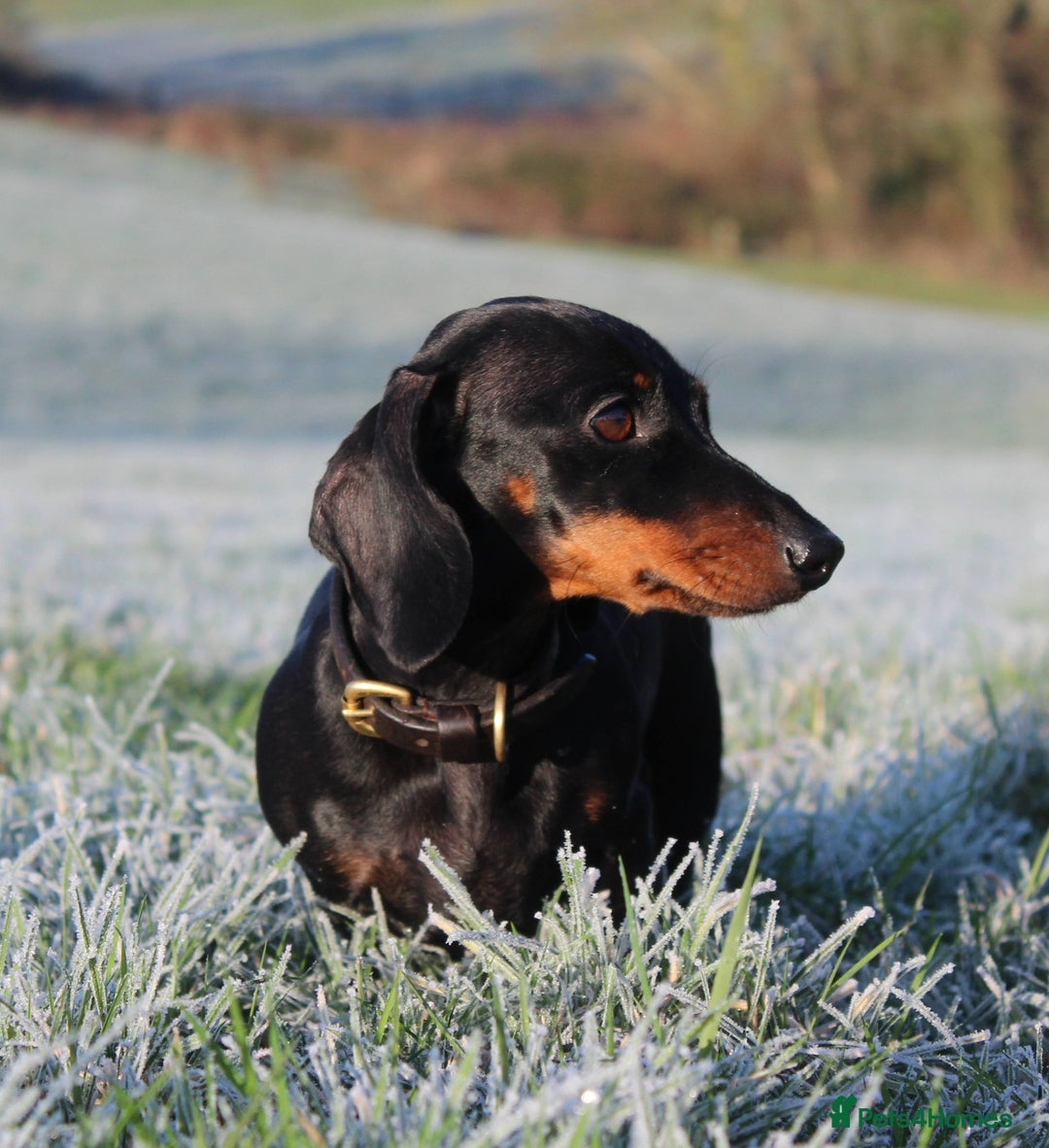 Miniature Dachshund dogs for sale: Stunning Miniature Dachshund Puppies - Advert 17