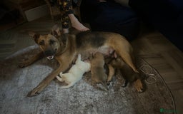 Mixed Breed dogs for sale: Belgian malinois x Anatolian shepherd mix pups 🐶  - Image 5