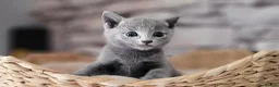 Russian Blue cats for sale: Pure Russian Blue kittens for sale 💙  - Advert 17