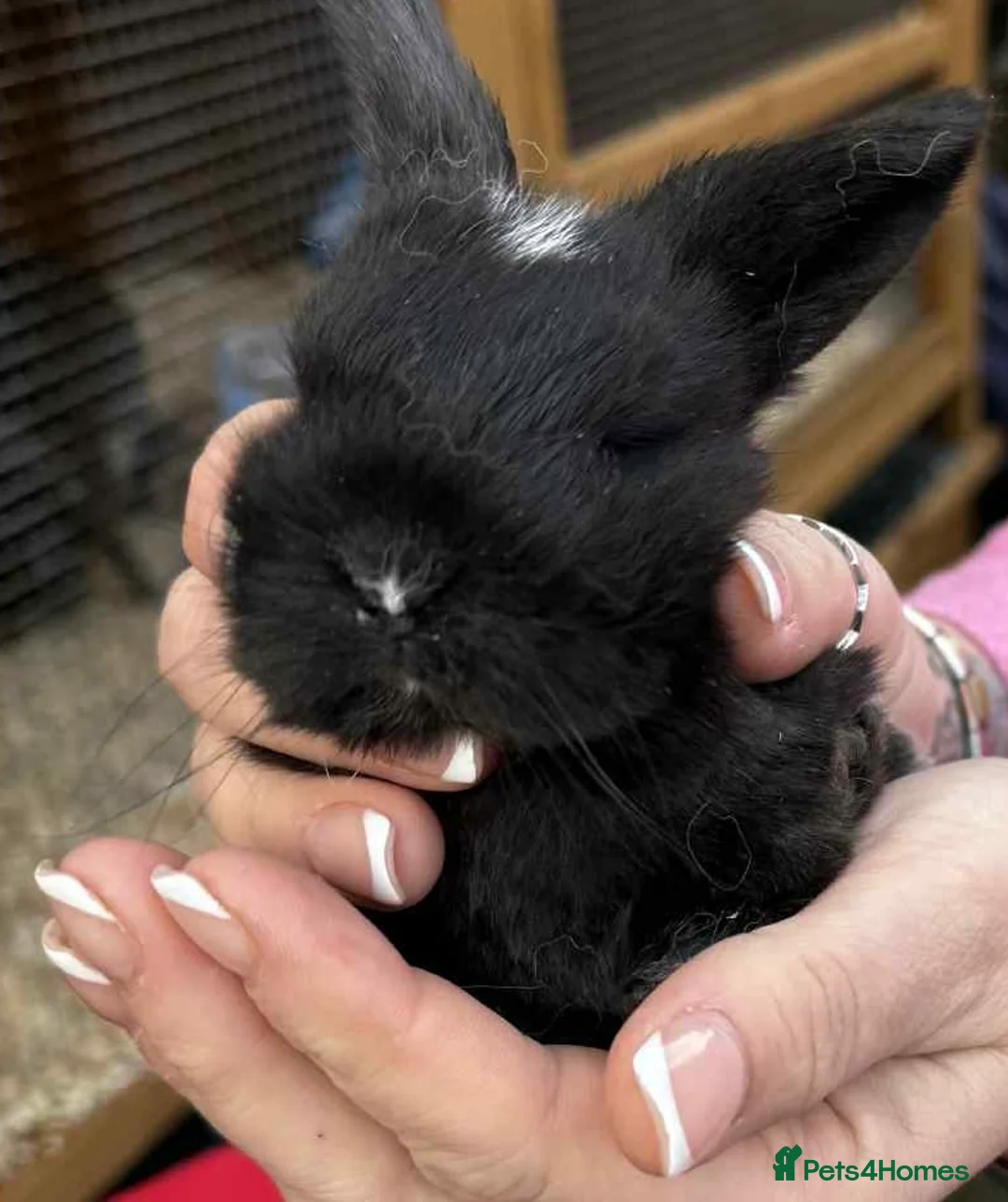 Mini Lop rabbits for sale: Male mini lop baby  - Advert 4