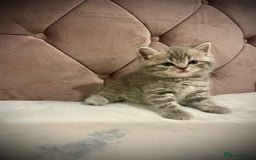 Scottish Fold cats for sale: Selling Adorable Scottish Fold & Straight Kittens - Image 17