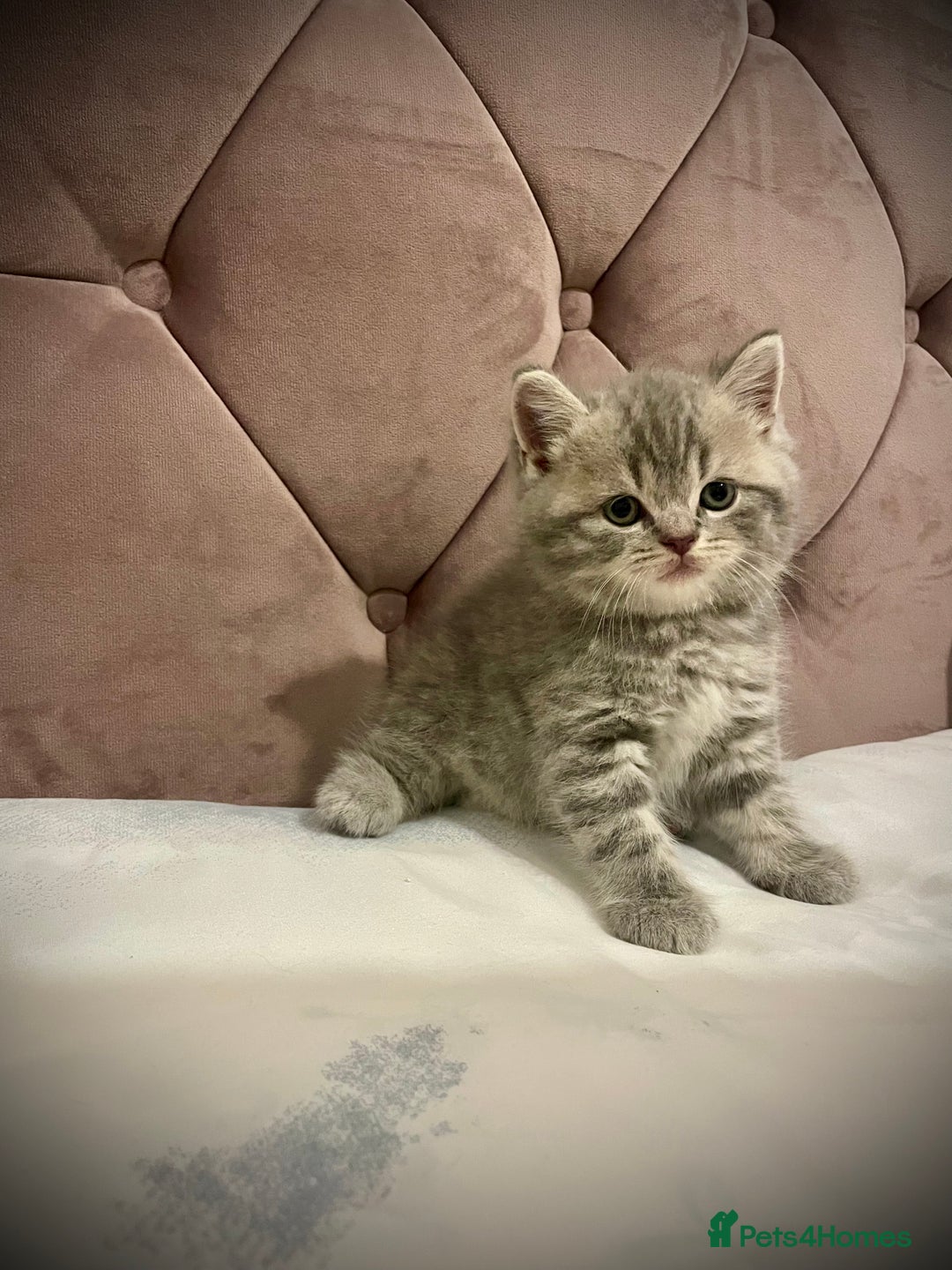 Scottish Fold cats for sale: Selling Adorable Scottish Fold & Straight Kittens - Image 17
