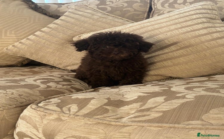 Toy Poodle dogs - Advert 1