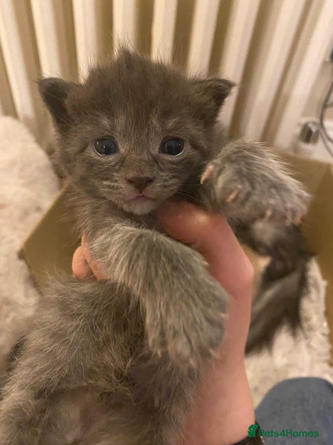 Maine Coon cats for sale: Maine Coon Cross kittens - Advert 10