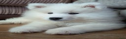 Samoyed dogs for sale: Female Chunky Pedigree Samoyeds Avaliable  - Advert 4