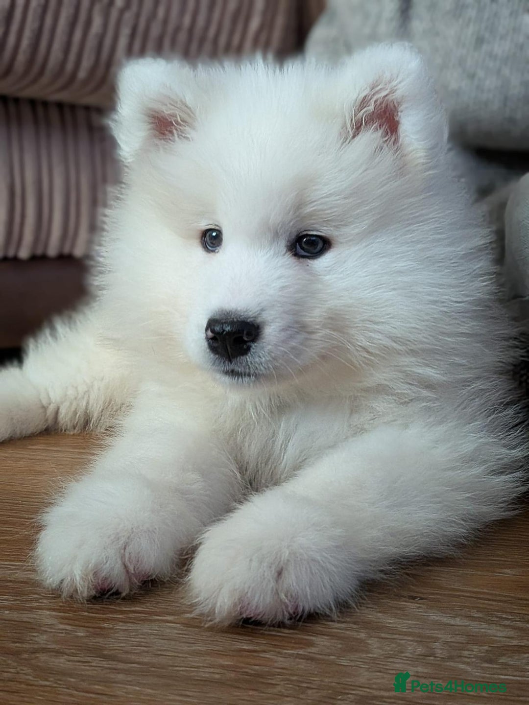 Samoyed dogs for sale: Female Chunky Pedigree Samoyeds Avaliable  - Advert 4