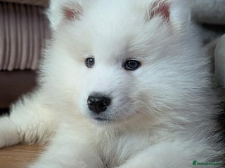Samoyed dogs FEMALE Pedigree Samoyeds Ready - Advert 1