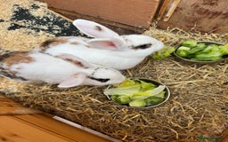 Mini Lop rabbits for sale: 2 x mini lop female rabbits for sale £60 - Image 1