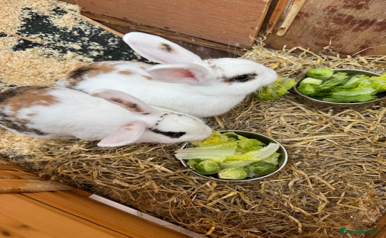 Mini Lop rabbits - Advert 1