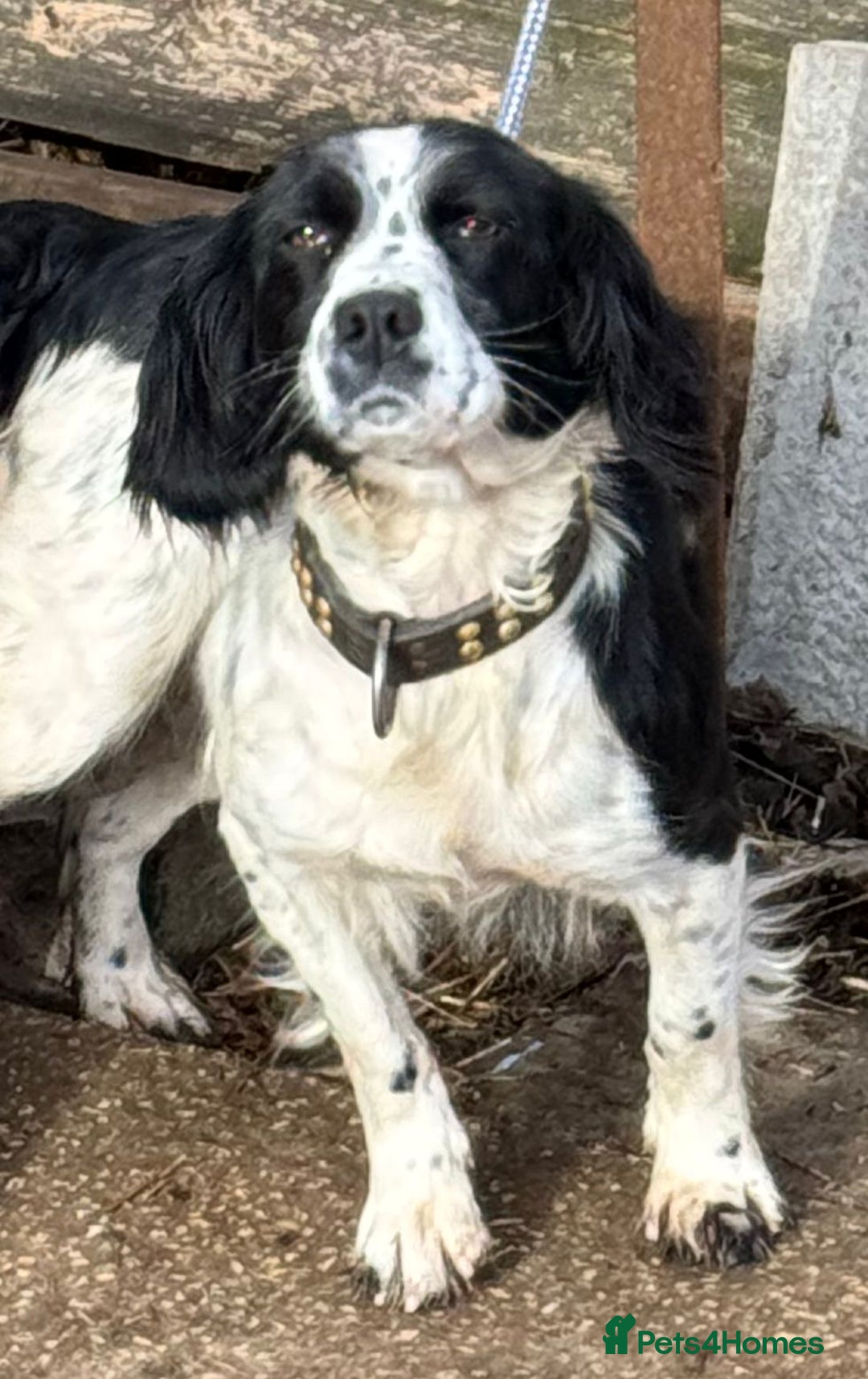 Sprocker dogs for sale: 7 Sprocker puppies  - Advert 1