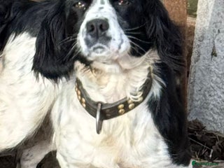 Sprocker dogs 7 Sprocker puppies - Advert 1