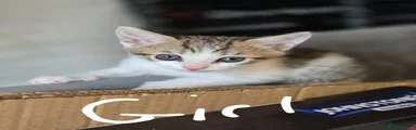 Mixed Breed Kitten 4