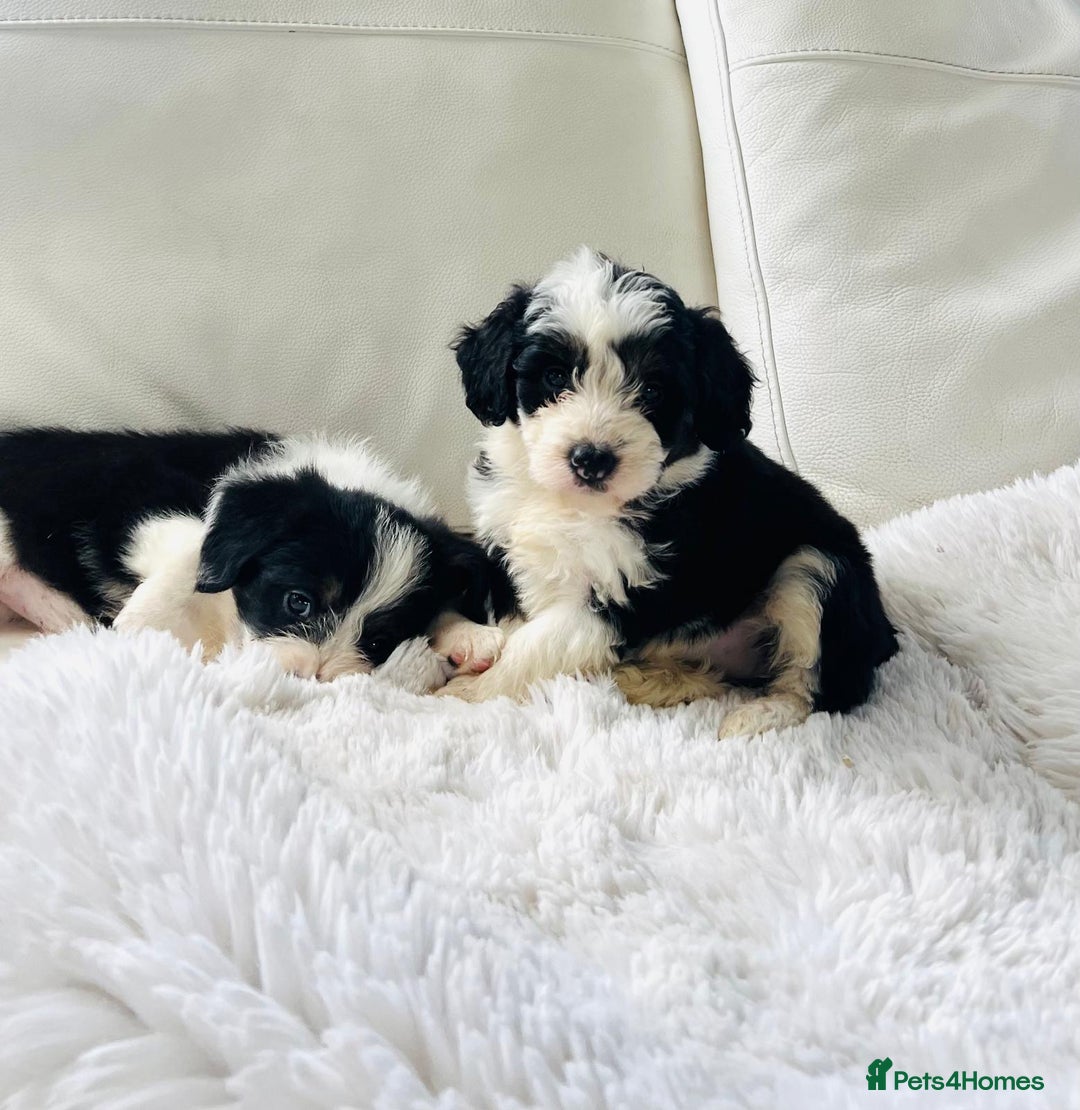 Movie Poster Movie Showtimes 123 Gomovie Malayalam Poster Gomovie