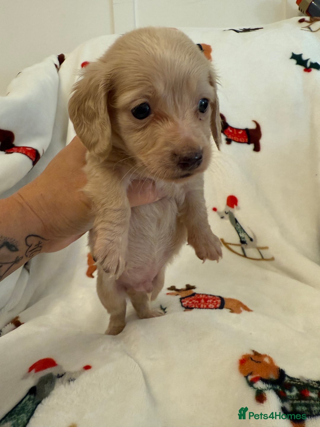 Miniature Dachshund dogs for sale: Beautiful Cream Longcoats Miniature Dachshund  - Advert 6