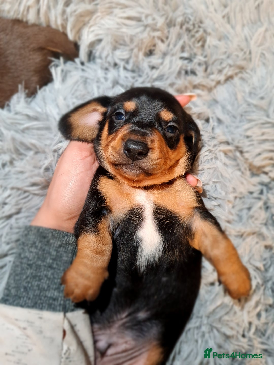 Miniature Dachshund dogs for sale: Extra miniature daschunds baby 🩷 - Advert 4