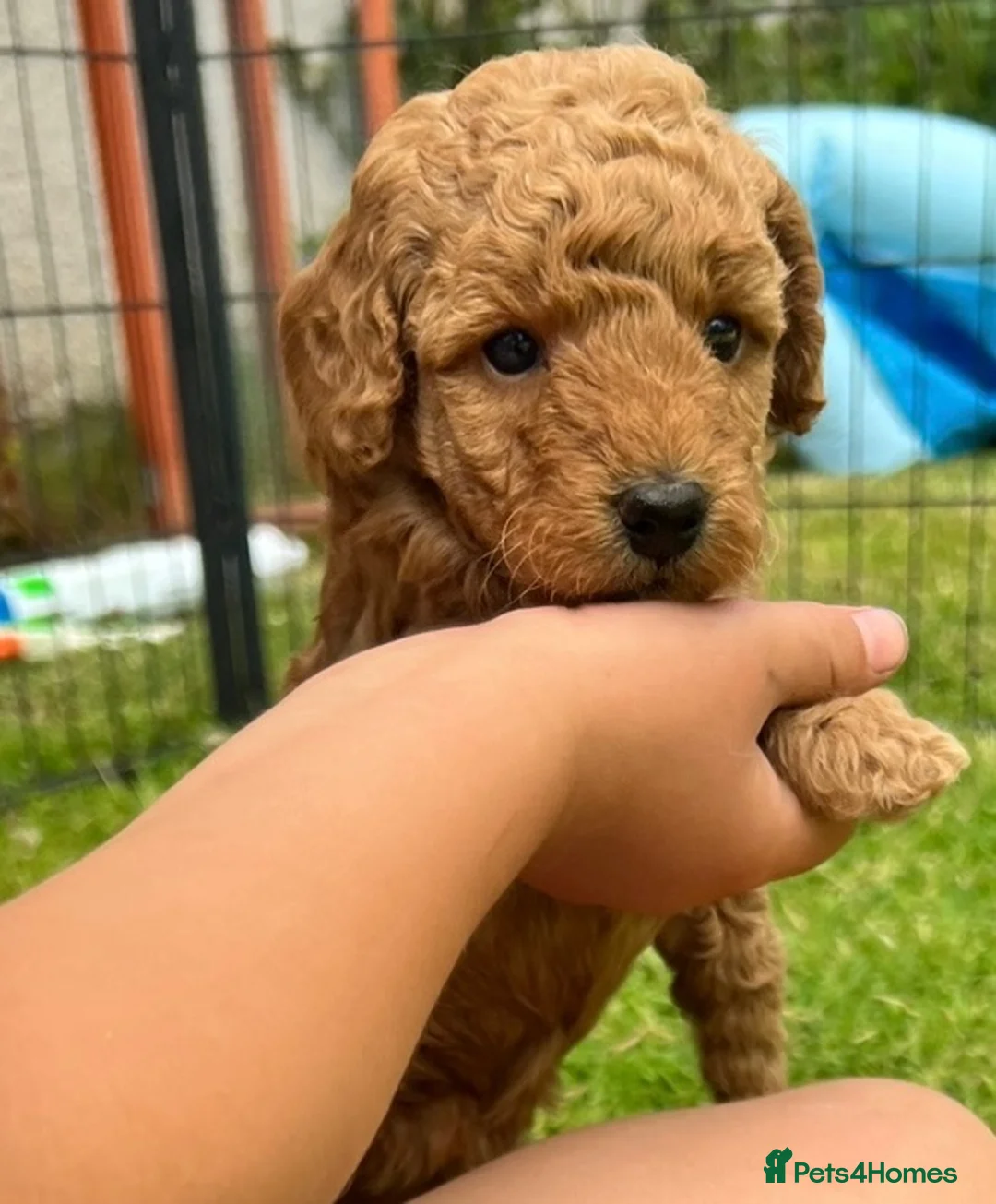 Miniature Poodle dogs for sale: KC Registered & Health checked Min. Poodle Puppies - Advert 2