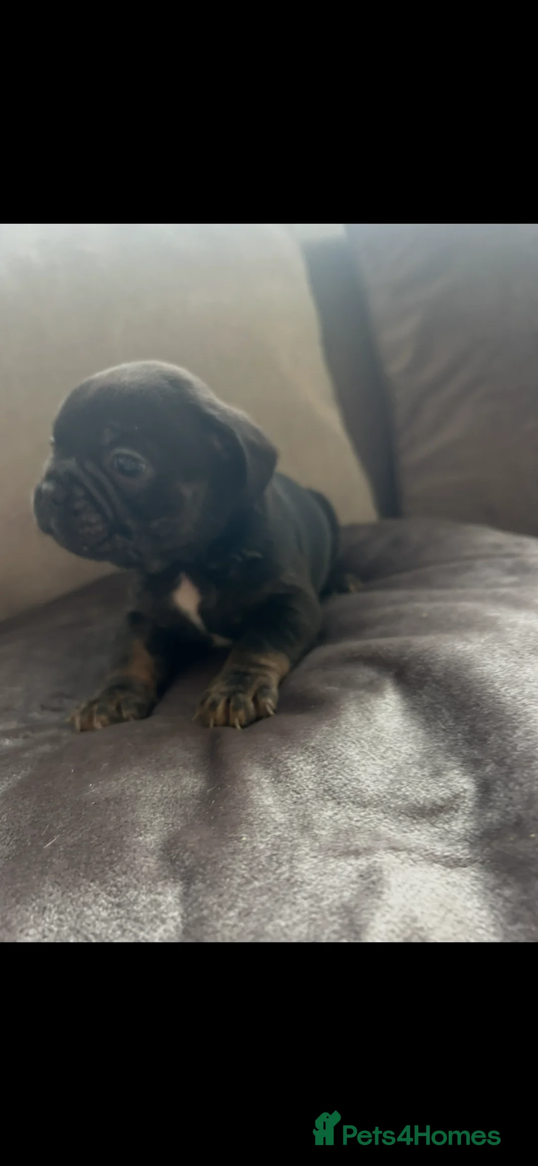 French Bulldog dogs for sale: 6 quality fluffy carrier French bulldogs - Advert 20