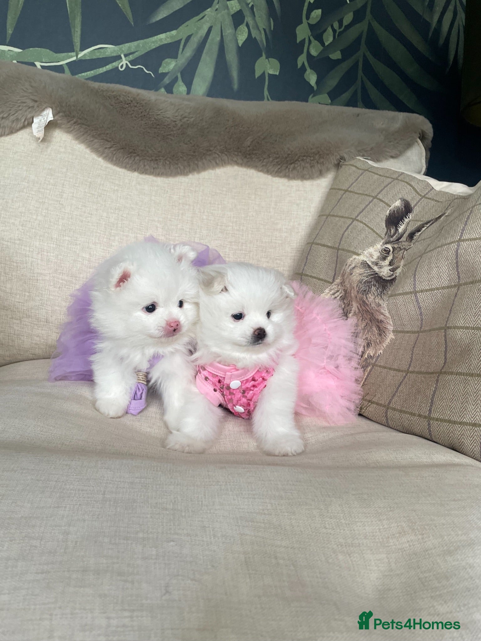 Pomeranian dogs Stunning KC Registered Pomeranians  - Advert 1