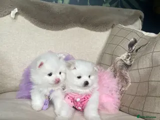 Pomeranian dogs Stunning KC Registered Pomeranians - Advert 1