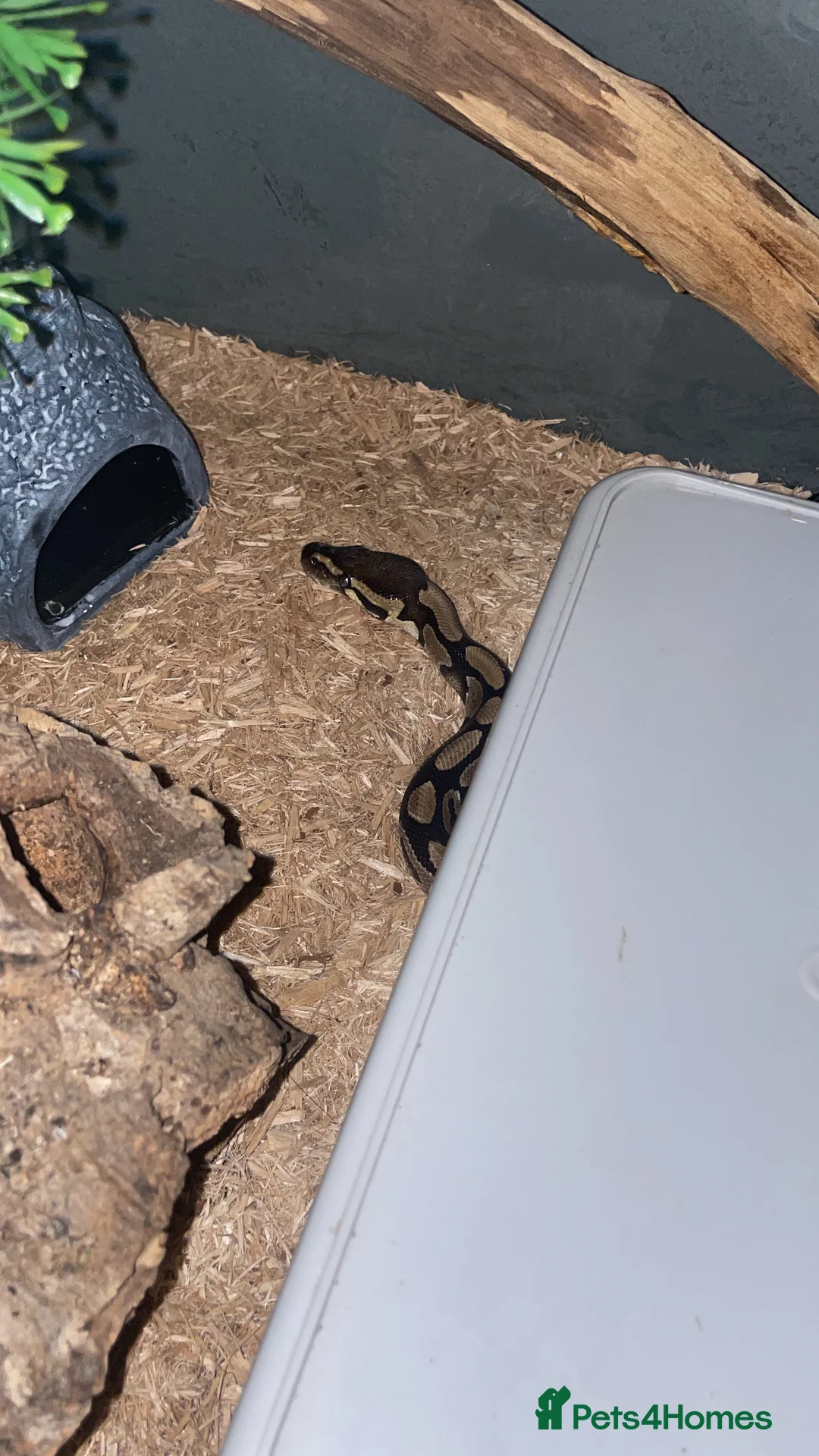 Python Snake reptiles for sale: Beautiful Male Ball Python - Advert 2